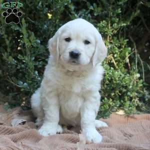 Lily, Golden Retriever Puppy