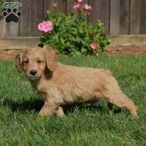 Lily, Mini Goldendoodle Puppy