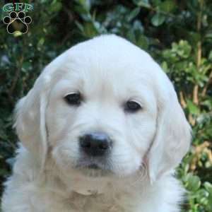 Lily, Golden Retriever Puppy