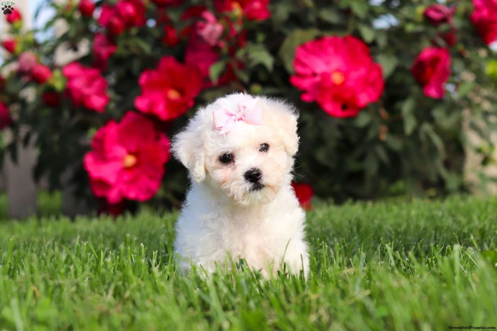 Lily (Bichon Frise, Female) in Sugarcreek, OH