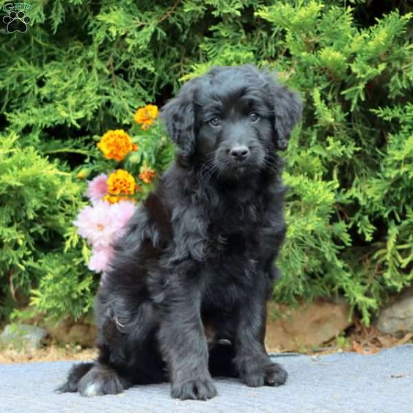 Lincoln, Mini Bernedoodle Puppy