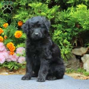 Lincoln, Mini Bernedoodle Puppy