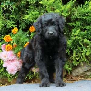 Lincoln, Mini Bernedoodle Puppy