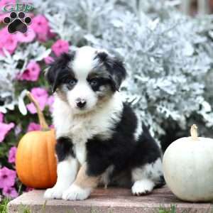 Linford, Miniature Australian Shepherd Puppy