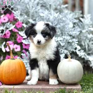 Linford, Miniature Australian Shepherd Puppy