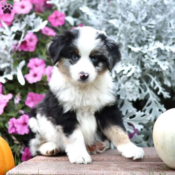 Linford, Miniature Australian Shepherd Puppy
