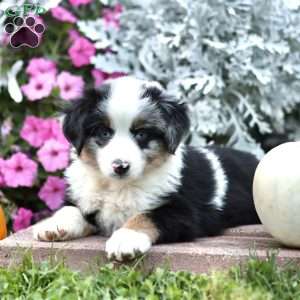 Linford, Miniature Australian Shepherd Puppy