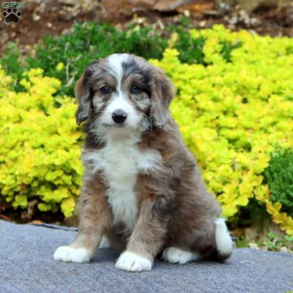 Linford, Mini Bernedoodle Puppy