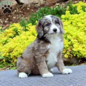 Linford, Mini Bernedoodle Puppy