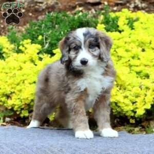 Linford, Mini Bernedoodle Puppy