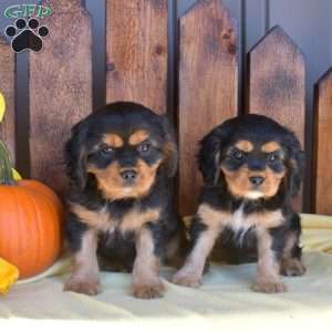 Java, Cavalier King Charles Spaniel Puppy
