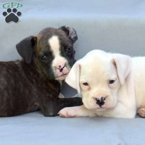 Cashmere, Boxer Puppy