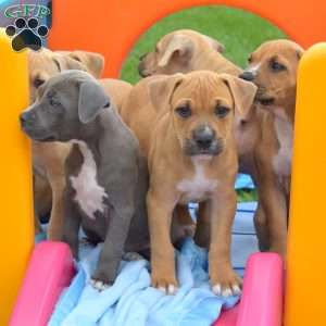 Roxy, American Bully Puppy