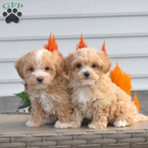 Sunshine, Maltipoo Puppy