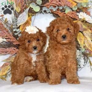 Autumn, Cavapoo Puppy