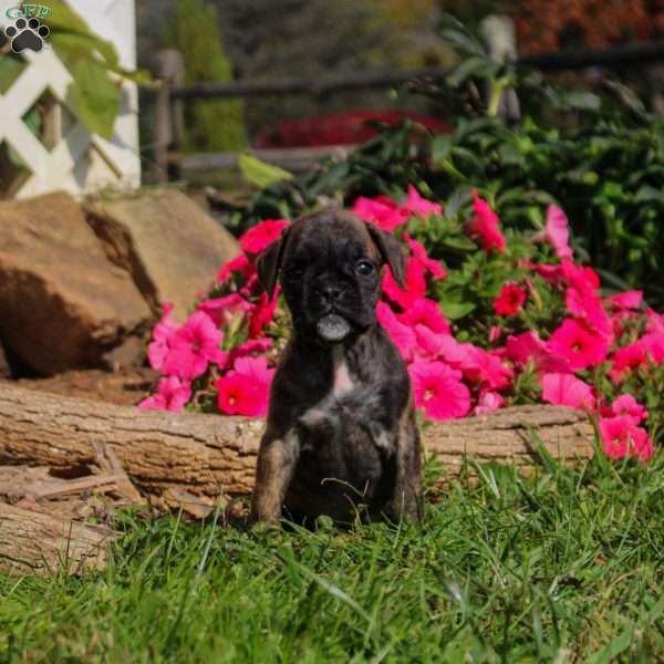 LIttle Cutie, Boxer Puppy