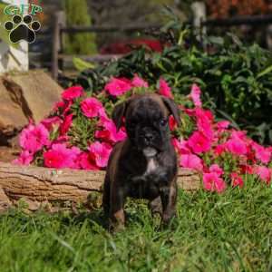 LIttle Cutie, Boxer Puppy