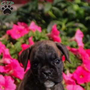 LIttle Cutie, Boxer Puppy