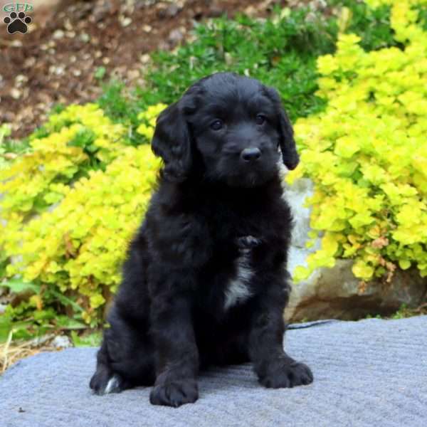 Logan, Mini Bernedoodle Puppy
