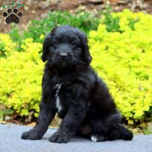 Logan, Mini Bernedoodle Puppy