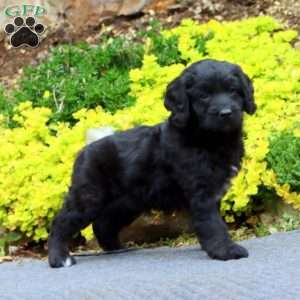Logan, Mini Bernedoodle Puppy