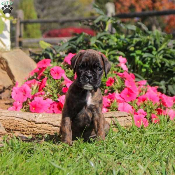Lollipop, Boxer Puppy