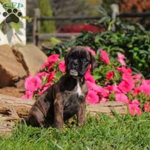 Lollipop, Boxer Puppy