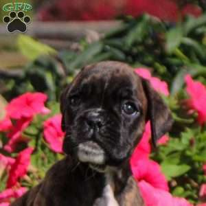 Lollipop, Boxer Puppy