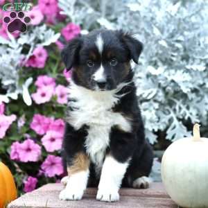 Lolly, Miniature Australian Shepherd Puppy