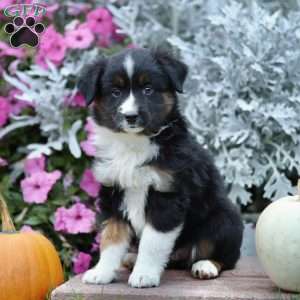 Lolly, Miniature Australian Shepherd Puppy