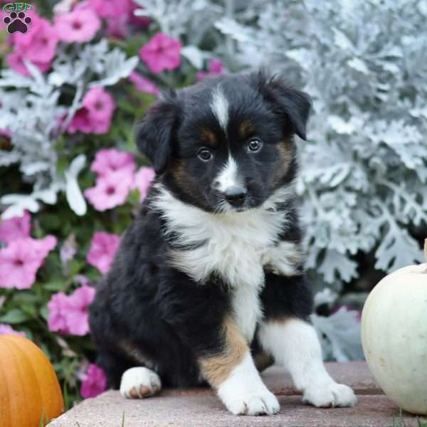 Lolly, Miniature Australian Shepherd Puppy
