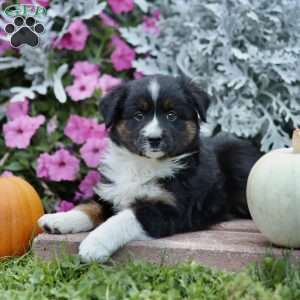 Lolly, Miniature Australian Shepherd Puppy