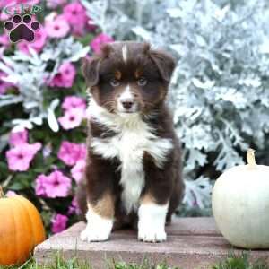 Lonnie, Miniature Australian Shepherd Puppy