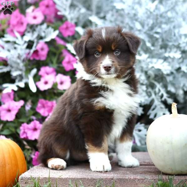 Lonnie, Miniature Australian Shepherd Puppy