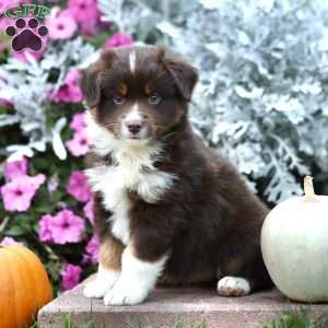Lonnie, Miniature Australian Shepherd Puppy