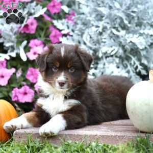 Lonnie, Miniature Australian Shepherd Puppy