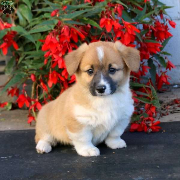 Lonnie, Pembroke Welsh Corgi Puppy