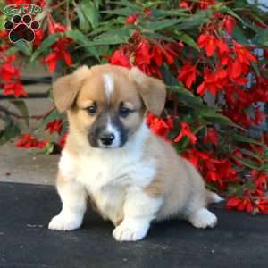 Lonnie, Pembroke Welsh Corgi Puppy