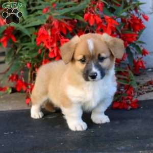 Lonnie, Pembroke Welsh Corgi Puppy