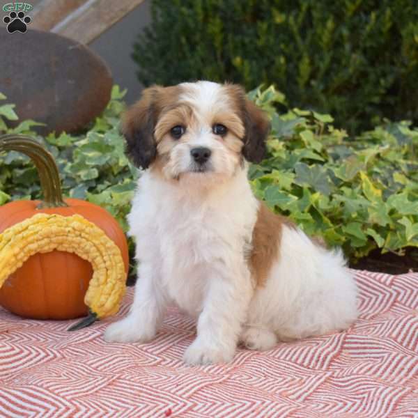 Lori, Cavachon Puppy