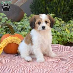 Lori, Cavachon Puppy