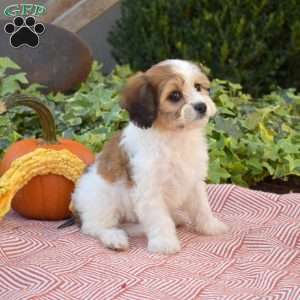Lori, Cavachon Puppy