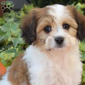 Lori, Cavachon Puppy