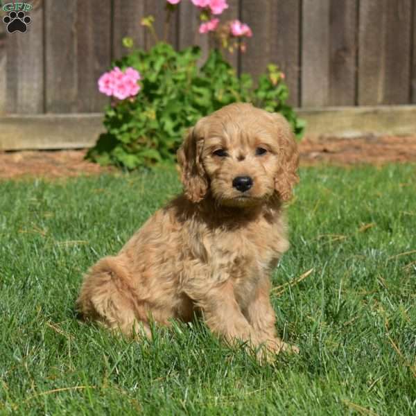 Louie, Mini Goldendoodle Puppy