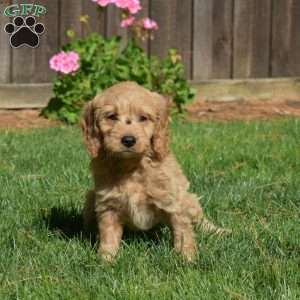 Louie, Mini Goldendoodle Puppy