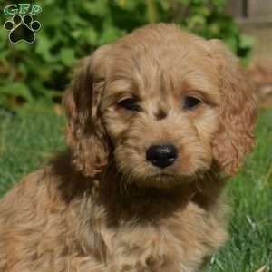 Louie, Mini Goldendoodle Puppy