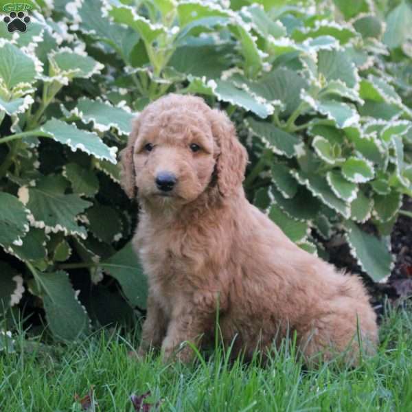 Lucia, Goldendoodle Puppy