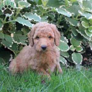 Lucia, Goldendoodle Puppy