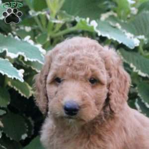 Lucia, Goldendoodle Puppy