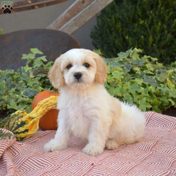 Lucky, Cavachon Puppy